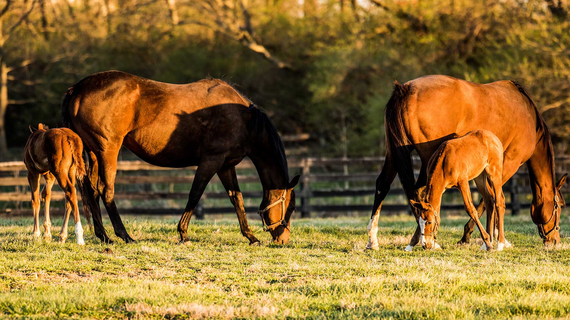 United States –  Kentucky