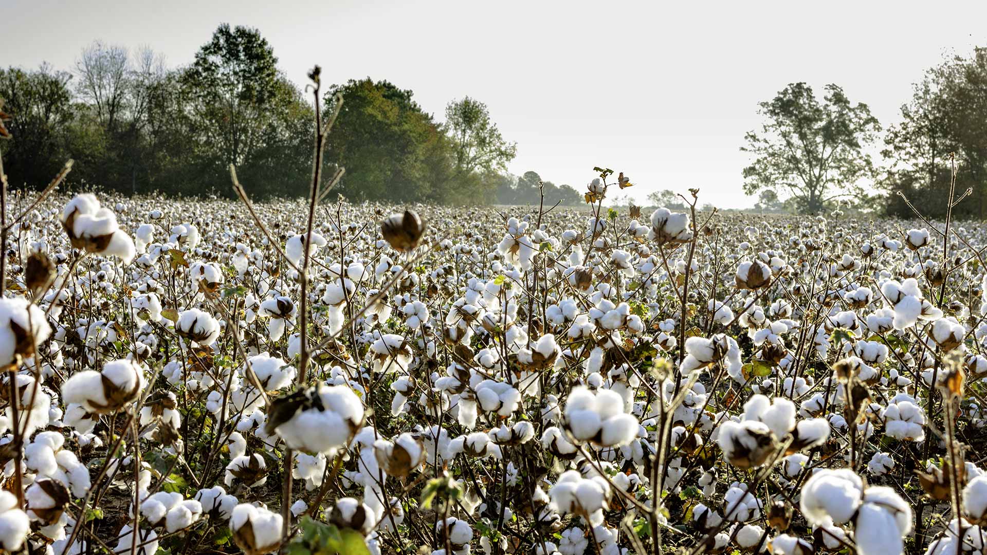 United States – Mississippi